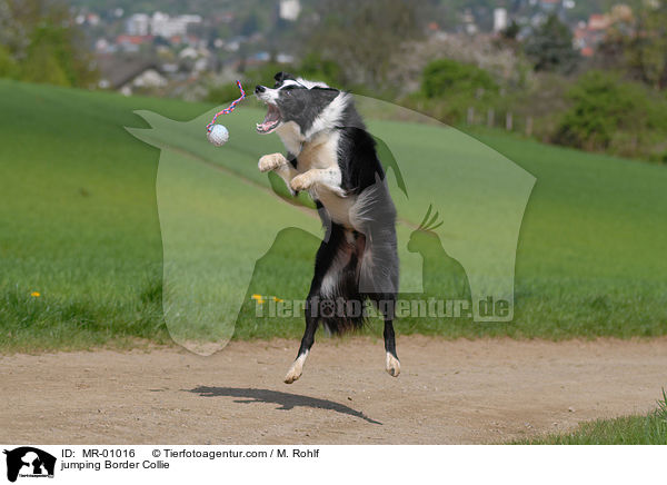 jumping Border Collie / MR-01016