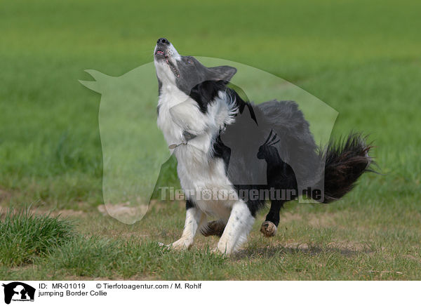 jumping Border Collie / MR-01019