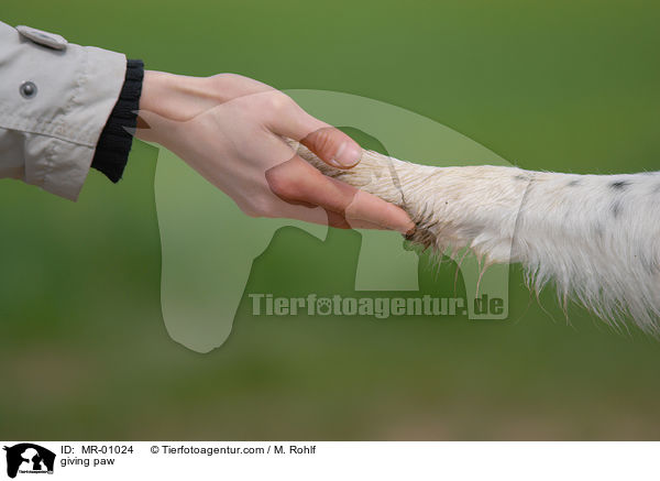 giving paw / MR-01024