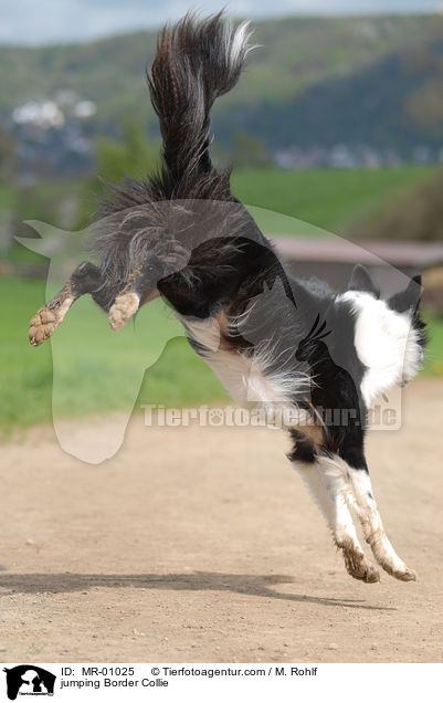 jumping Border Collie / MR-01025