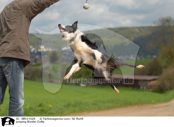 springender Border Collie / jumping Border Collie / MR-01026