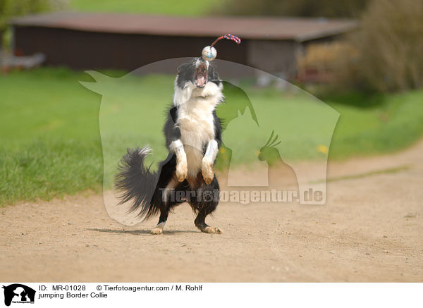 jumping Border Collie / MR-01028