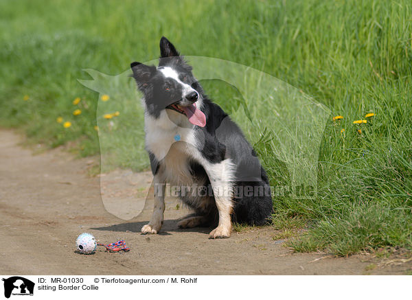 sitting Border Collie / MR-01030