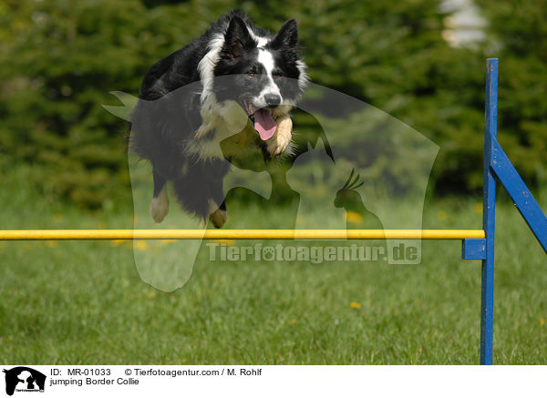 jumping Border Collie / MR-01033