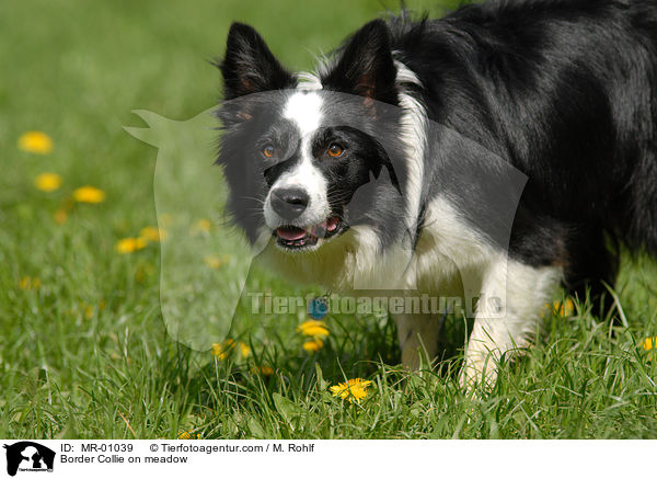Border Collie on meadow / MR-01039