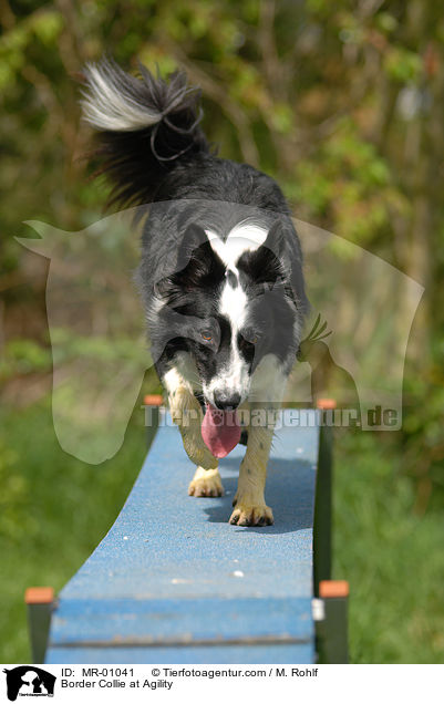 Border Collie at Agility / MR-01041