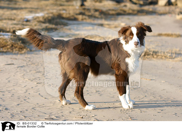 female Border Collie / BS-01332