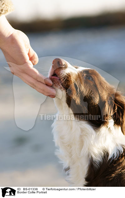 Border Collie Portrait / BS-01338