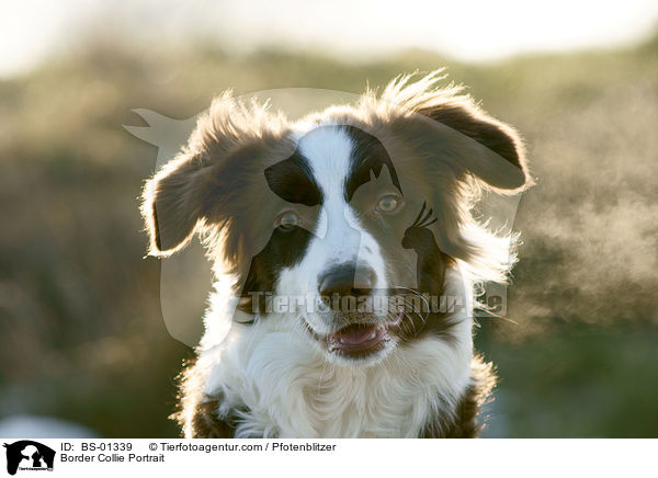 Border Collie Portrait / BS-01339