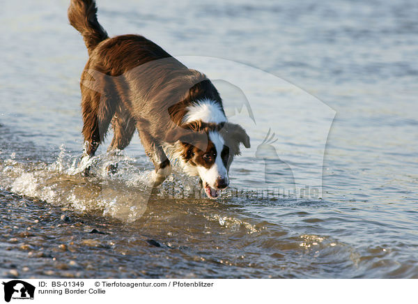 rennender Border Collie / running Border Collie / BS-01349