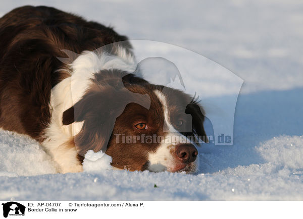 Border Collie in snow / AP-04707