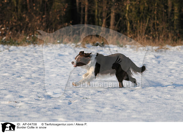 Border Collie in snow / AP-04708