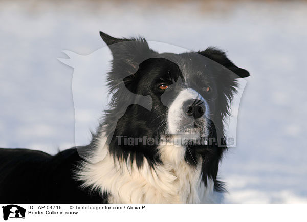 Border Collie in snow / AP-04716