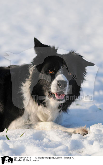 Border Collie in snow / AP-04717