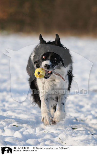 Border Collie in snow / AP-04718