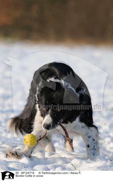 Border Collie in snow / AP-04719