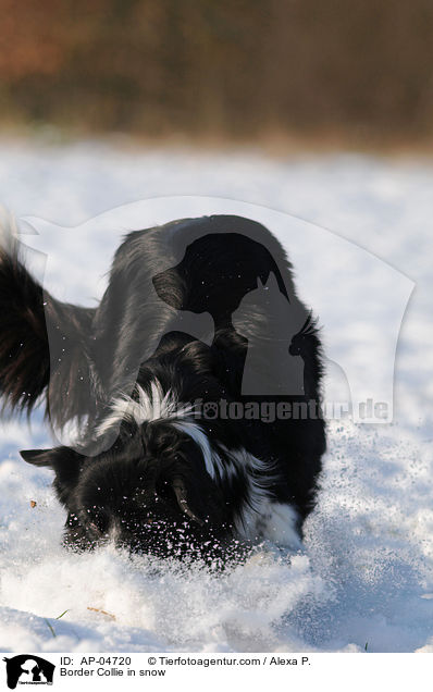 Border Collie in snow / AP-04720