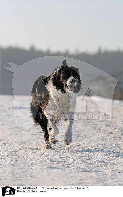 Border Collie in snow / AP-04721