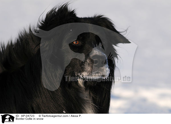 Border Collie in snow / AP-04723