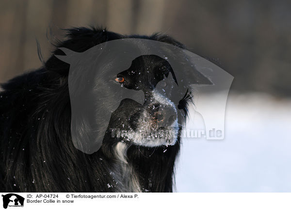 Border Collie in snow / AP-04724