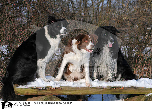 Border Collies / AP-04745