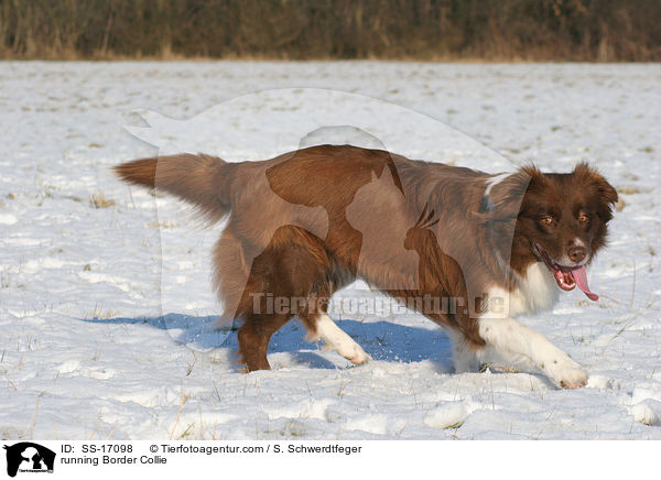 running Border Collie / SS-17098