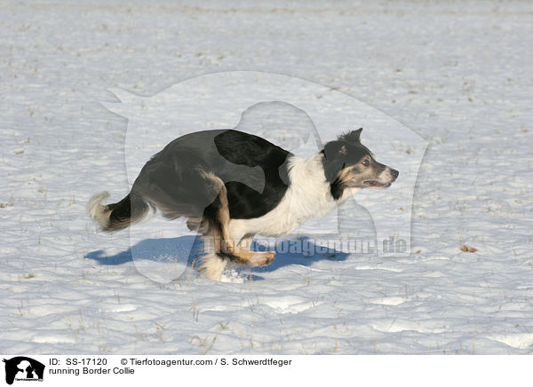 running Border Collie / SS-17120