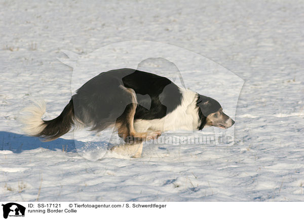 running Border Collie / SS-17121