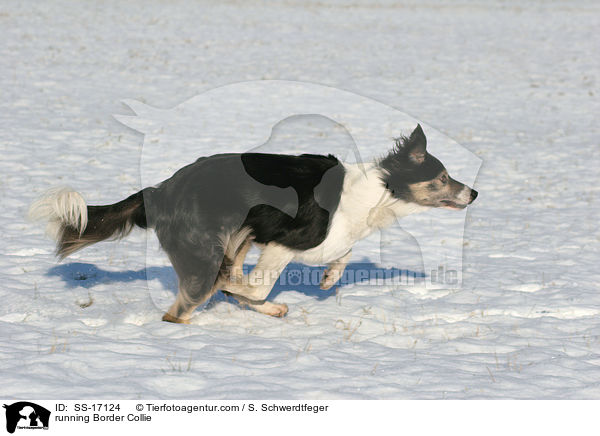 running Border Collie / SS-17124