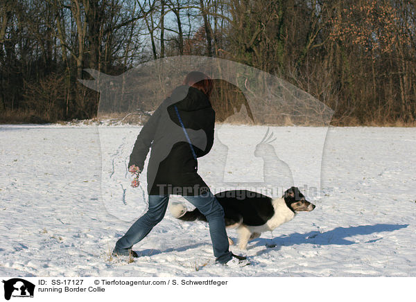 running Border Collie / SS-17127