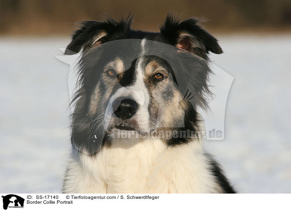 Border Collie Portrait / SS-17140