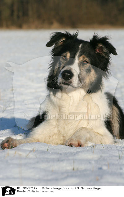 Border Collie in the snow / SS-17142