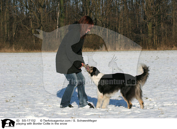 playing with Border Collie in the snow / SS-17152