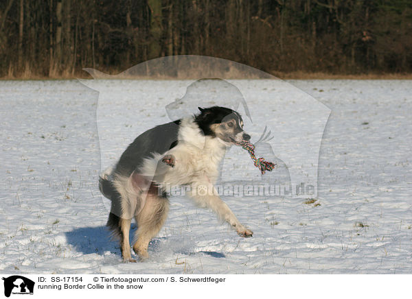 running Border Collie in the snow / SS-17154