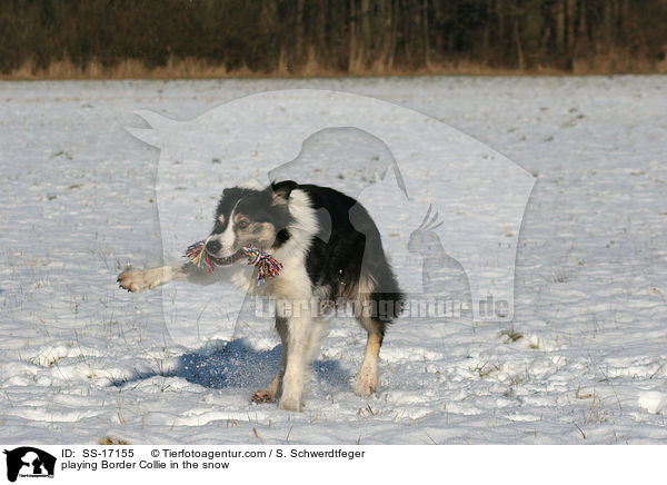 playing Border Collie in the snow / SS-17155