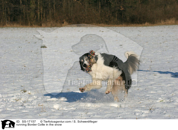 running Border Collie in the snow / SS-17157