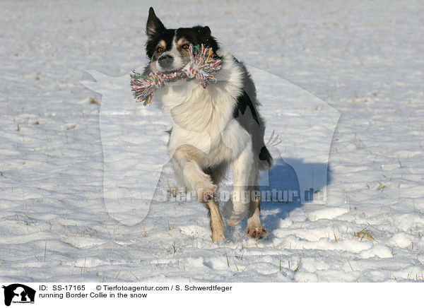 running Border Collie in the snow / SS-17165