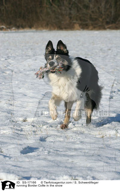 running Border Collie in the snow / SS-17166