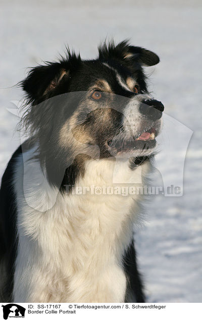 Border Collie Portrait / SS-17167