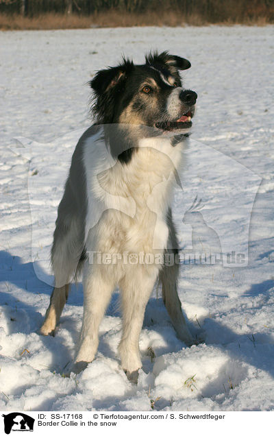 Border Collie in the snow / SS-17168