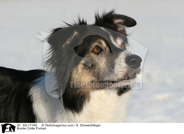 Border Collie Portrait / SS-17169