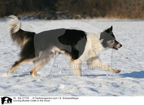 running Border Collie in the snow / SS-17176