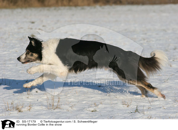running Border Collie in the snow / SS-17179