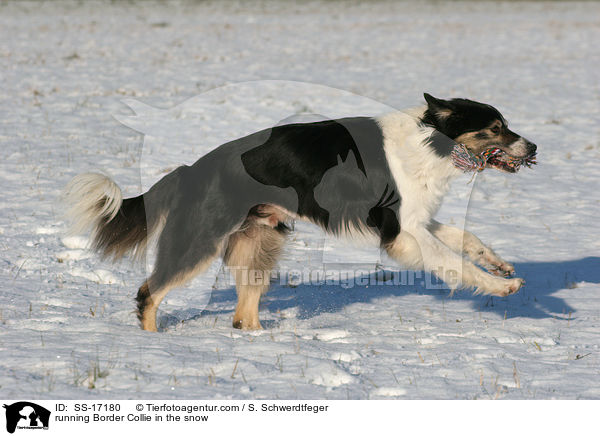 running Border Collie in the snow / SS-17180