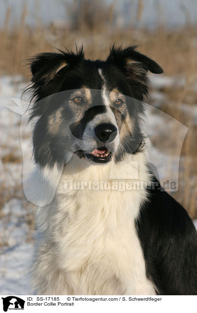 Border Collie Portrait / SS-17185