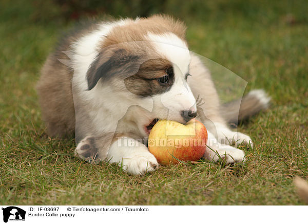 Border Collie puppy / IF-03697