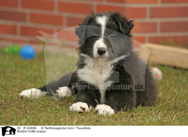 Border Collie puppy / IF-03698