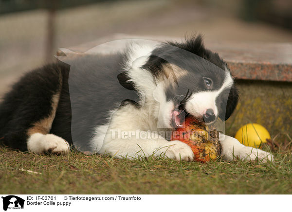Border Collie puppy / IF-03701