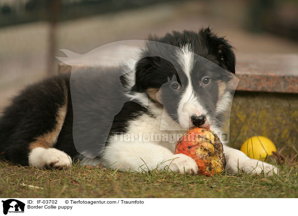Border Collie puppy / IF-03702