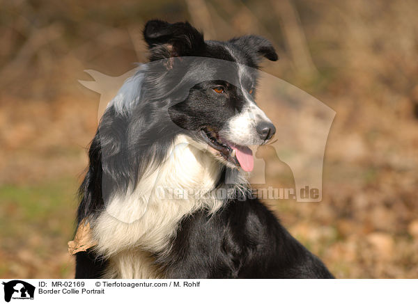 Border Collie Portrait / MR-02169